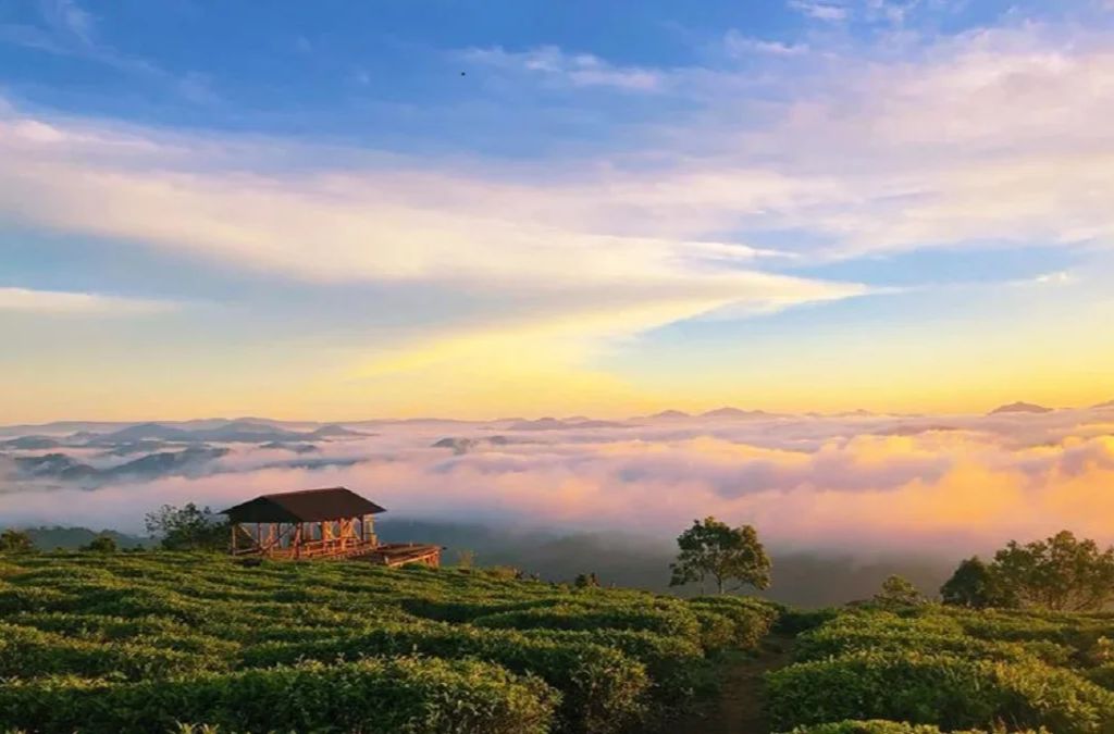 Săn mây tại đồi chè Cầu Đất Đà Lạt vào bình minh