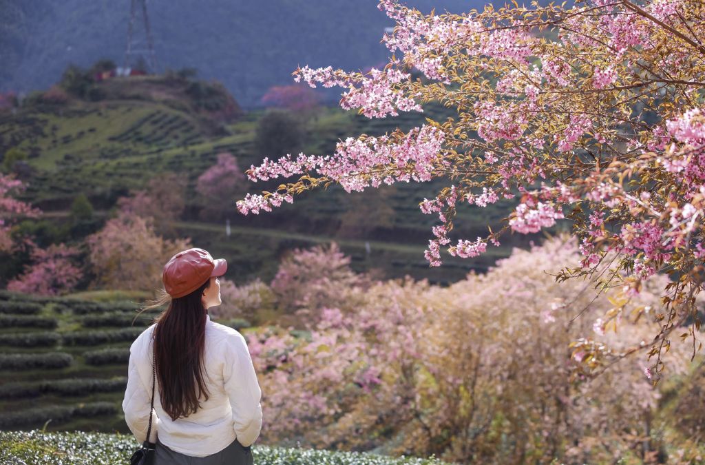 Cô gái ngắm hoa đào nở bên ruộng bậc thang Sapa
