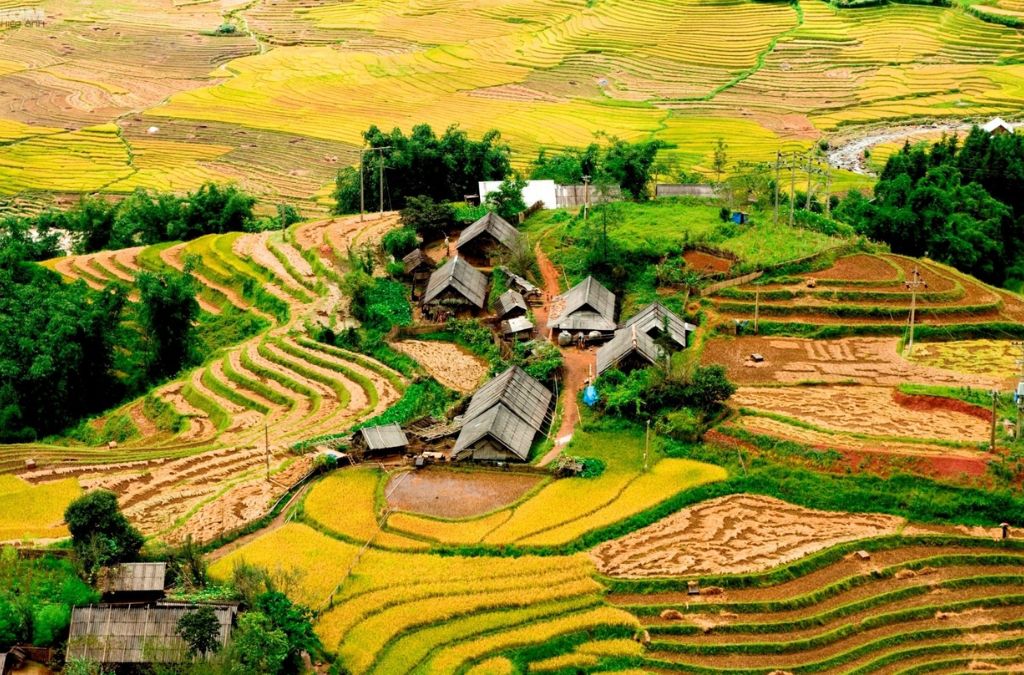 Ruộng bậc thang Sapa chín vàng quanh bản làng vùng cao
