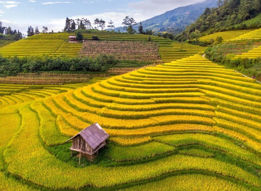 Ruộng bậc thang mùa lúa chín ở Sapa