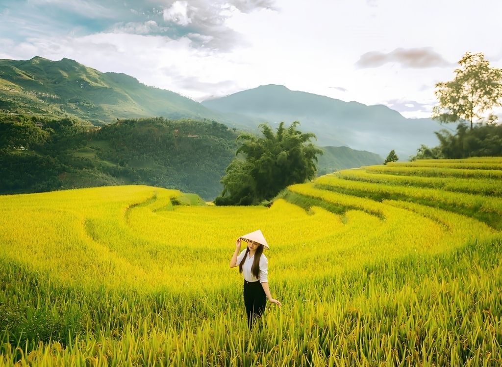 Cánh đồng lúa chín Ý Linh Hồ