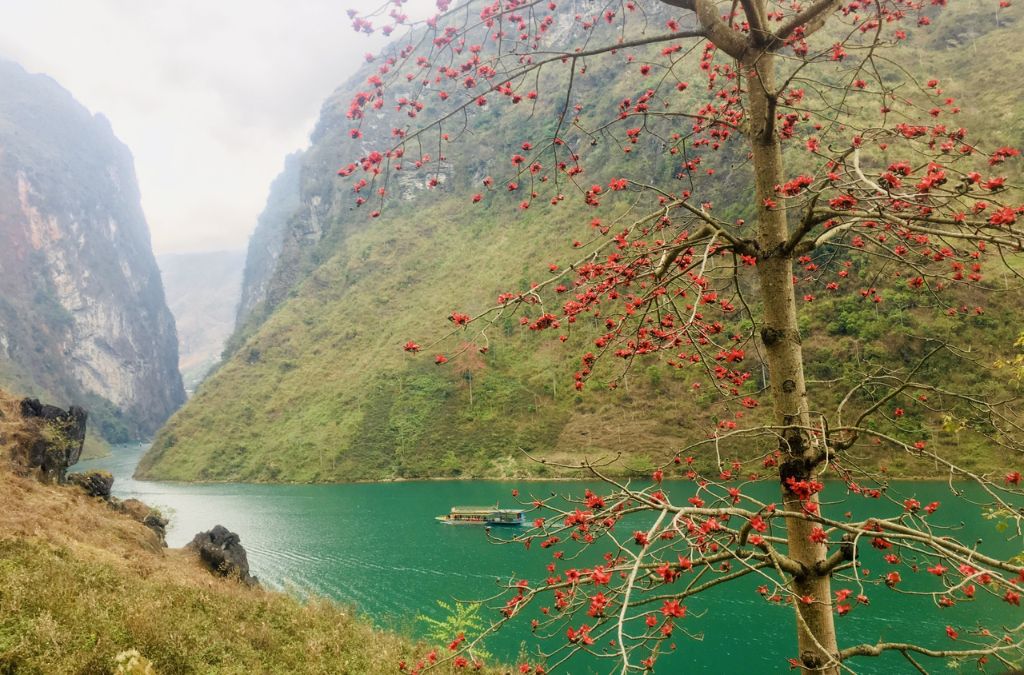 Cây hoa gạo đỏ bên dòng sông Nho Quế giữa núi đá