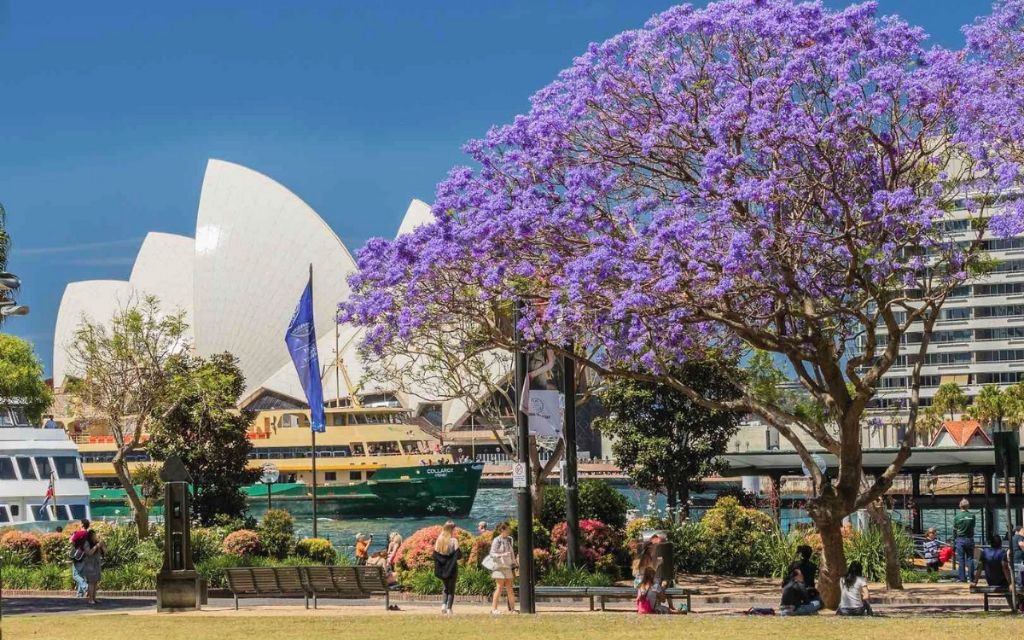Mùa xuân Sydney thời tiết ôn hòa
