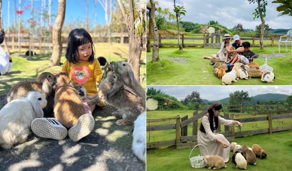 Thỏ Minilop tại Làng Thỏ Little Hobbiton