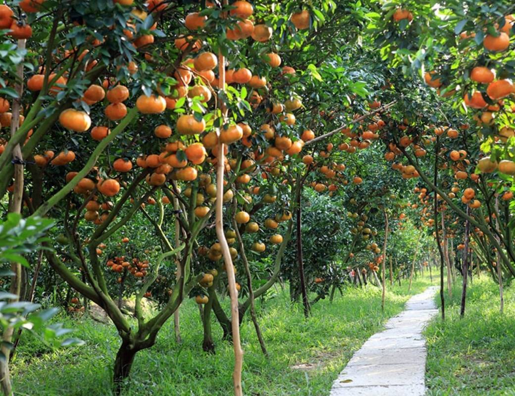 Vườn trái cây tại Tây Ninh. 