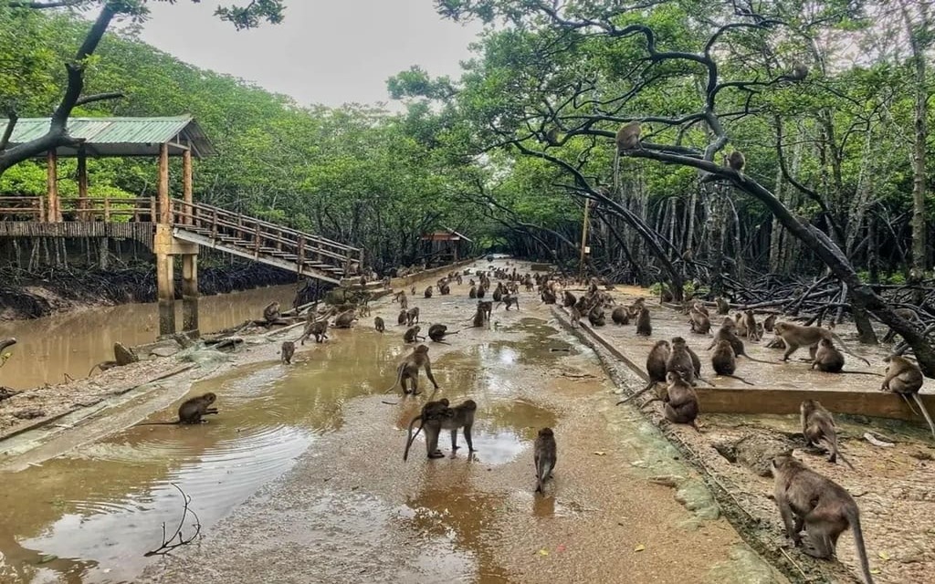 Đảo Khỉ Cần Giờ