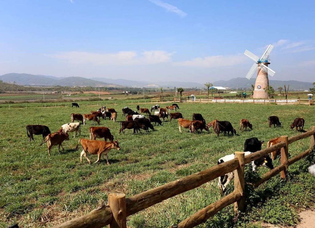 Đàn bò sữa tại nông trại Đà Lạt Milk