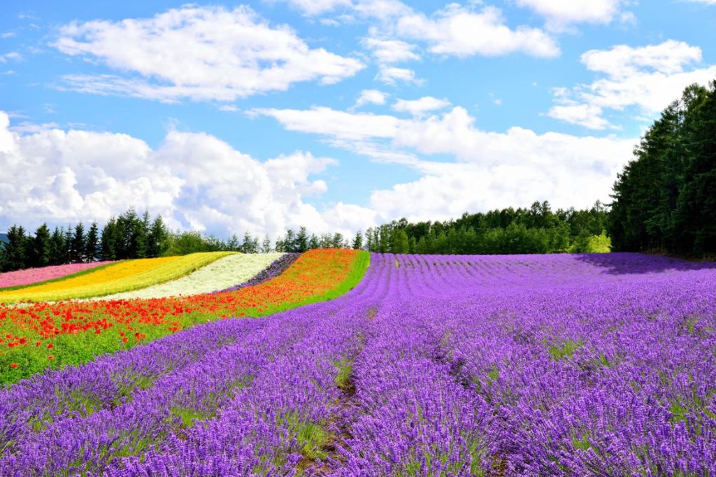 Mùa hoa lavender ở Hokkaido