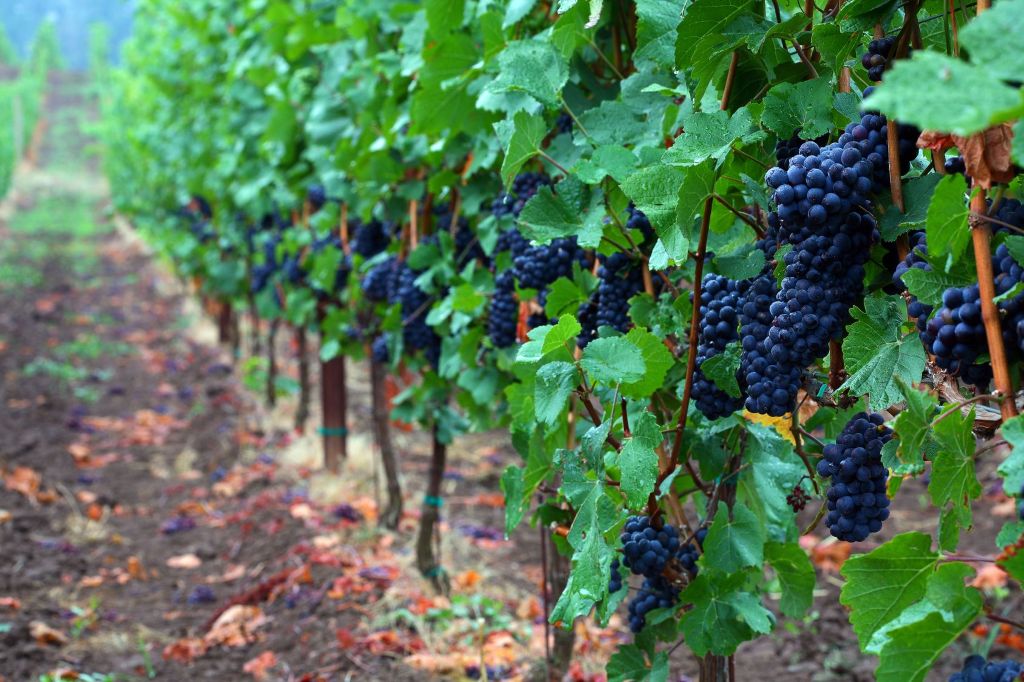 Vườn nho Bordeaux nước Pháp