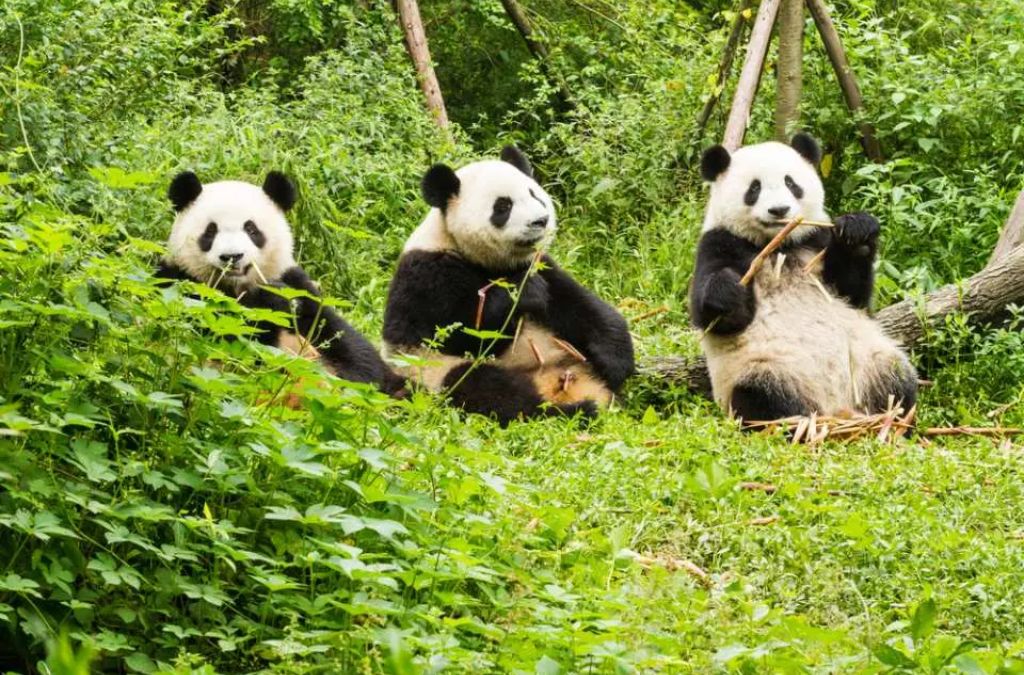 Cơ sở nghiên cứu và nhân giống gấu trúc Thành Đô