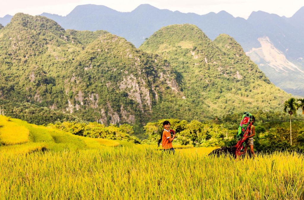 Ruộng bậc thang vàng giữa núi rừng Pù Luông