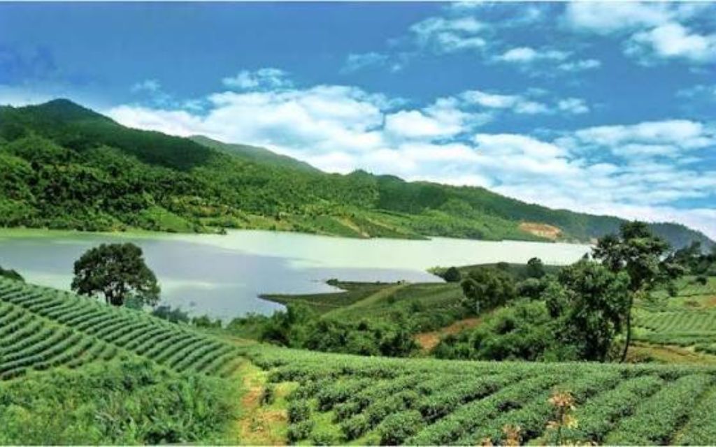 Đồi chè Tâm Châu