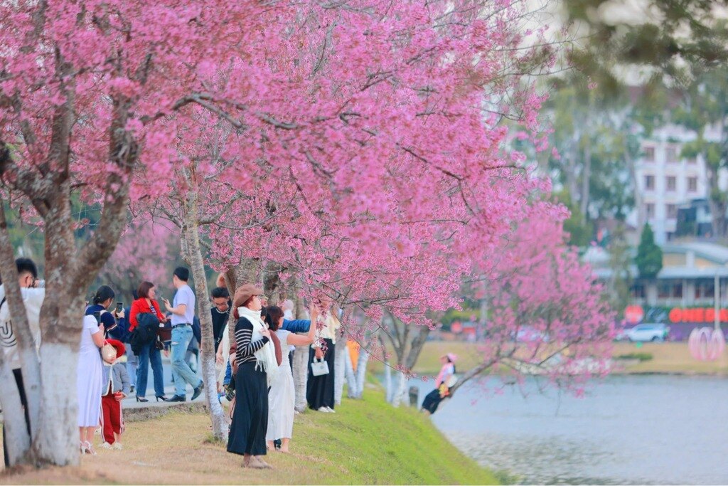Hoa mai anh đào nở rộ trên đường phố Đà Lạt