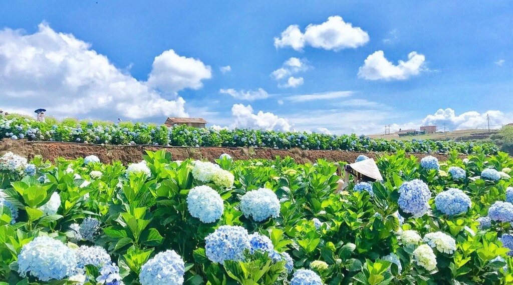Vườn hoa cẩm tú cầu nở rực rỡ tại Đà Lạt