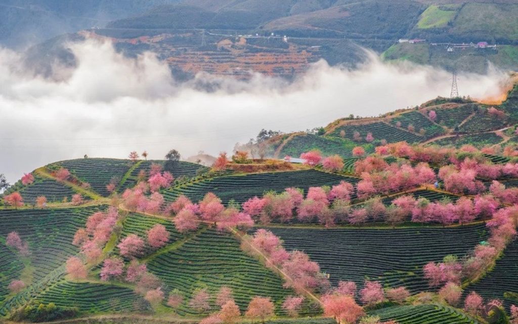 Mùa xuân Sapa
