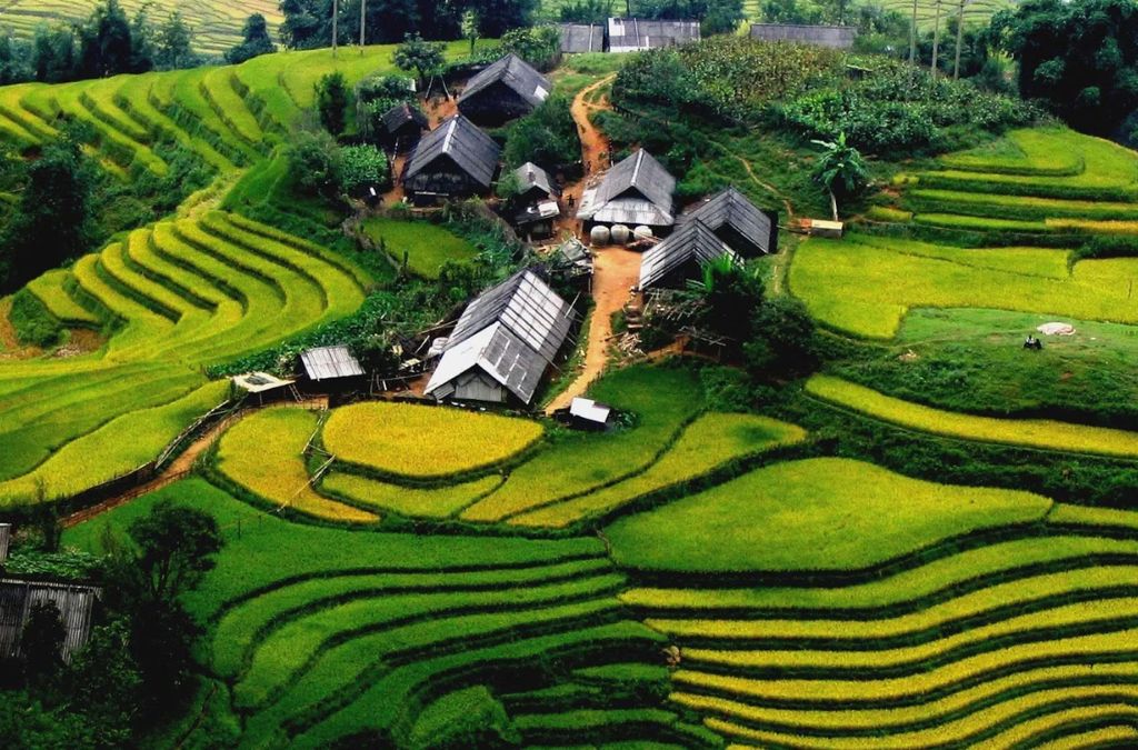 Những ngôi nhà nằm giữa ruộng bậc thang xanh tại thung lũng Mường Hoa