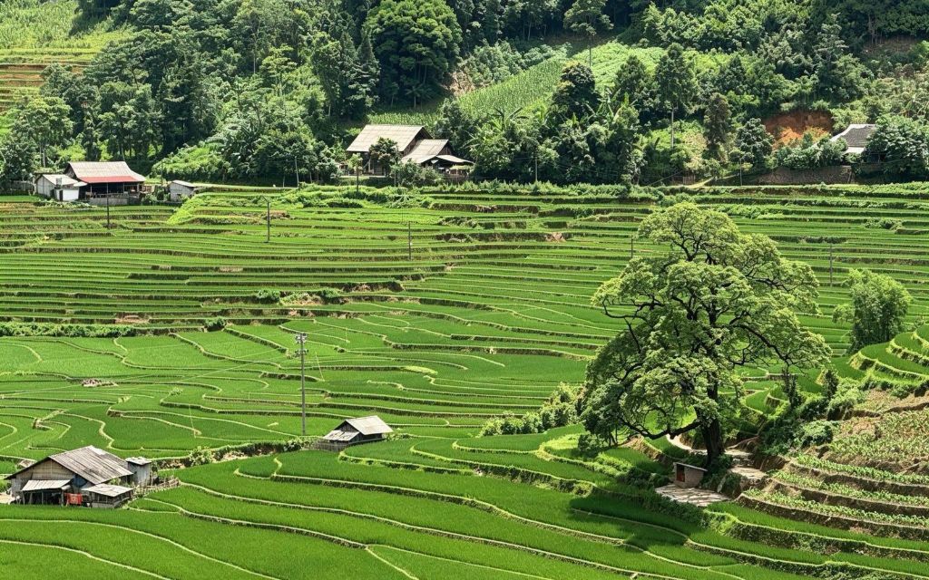 Những thửa ruộng bậc thang xanh mướt tại thung lũng Mường Hoa