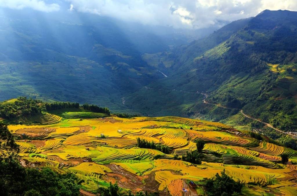 Ruộng bậc thang vàng óng giữa thung lũng Mường Hoa