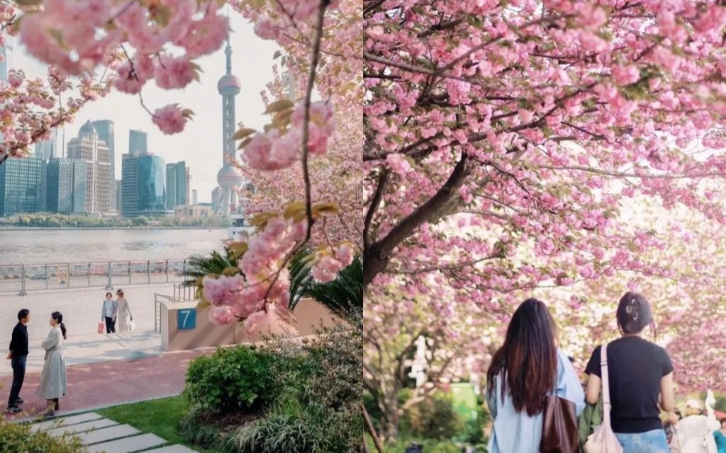 Mùa xuân ở Thượng Hải