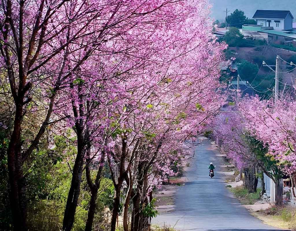 Trại Mát rực rỡ trong nắng xuân