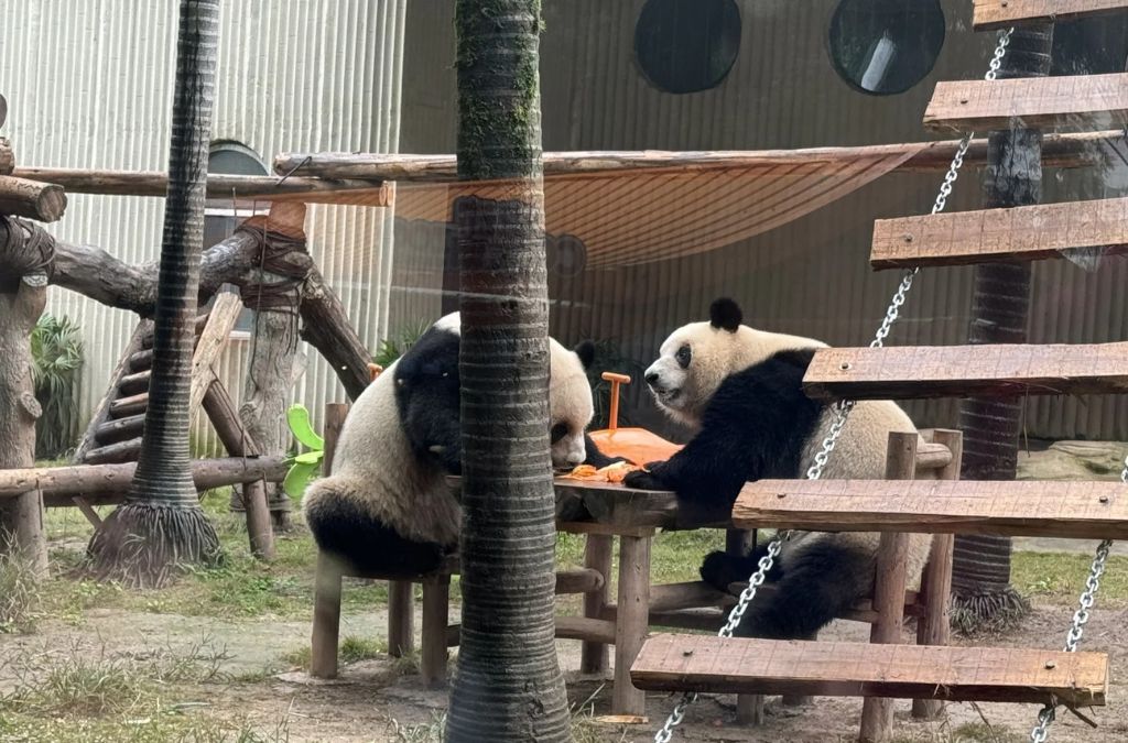gấu trúc sở thú trùng khánh