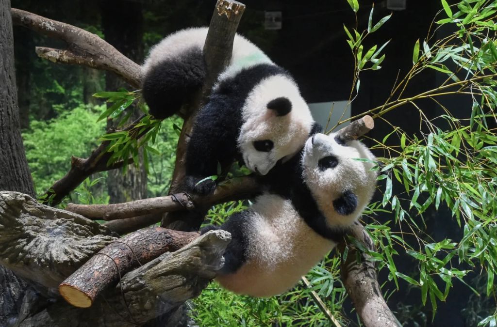  Hai chú gấu trúc nằm trên cành cây
