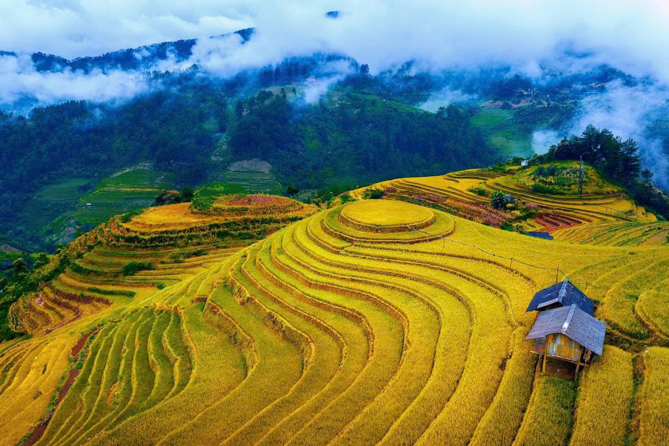 Ruộng bậc thang Long Tích chín vàng giữa núi đồi Quảng Tây