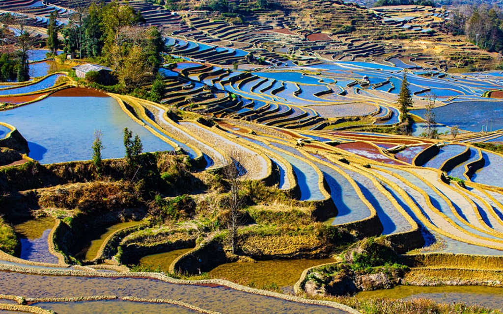 Ruộng bậc thang Nguyên Dương