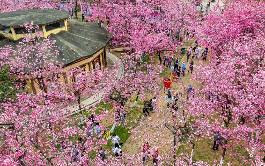 Mùa xuân ở Vân Nam