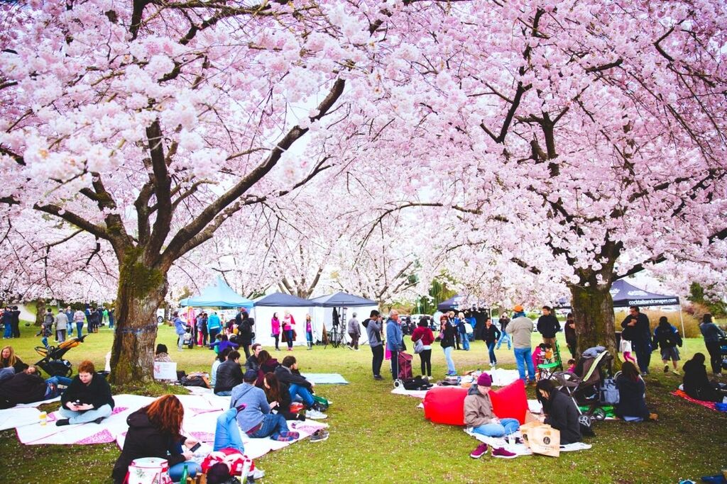 Lễ hội Hoa anh đào Vancouver