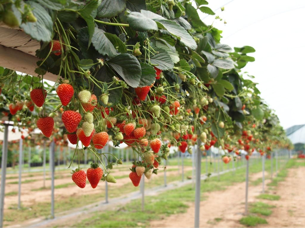 vườn dâu Đà Lạt vào sáng sớm