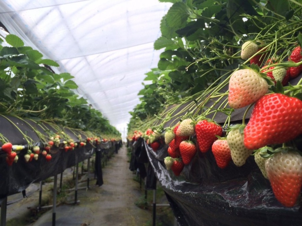 Luống dâu Nhật hữu cơ tại B-Farm Đà Lạt