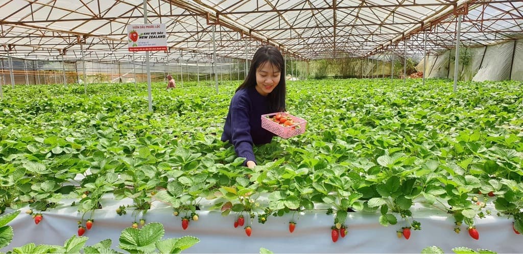 Vườn dâu thủy canh Phước Lộc Đà Lạt