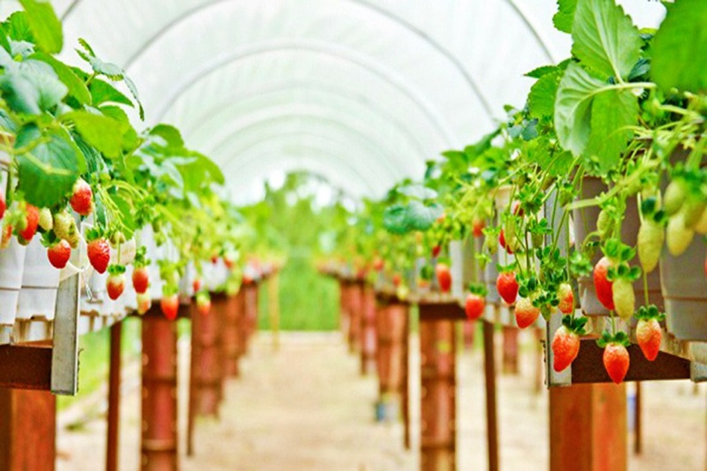Trải nghiệm hái dâu tại vườn chú Bình