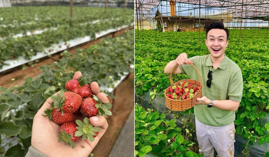 Vườn dâu Trên Mây giữa ngoại ô Đà Lạt