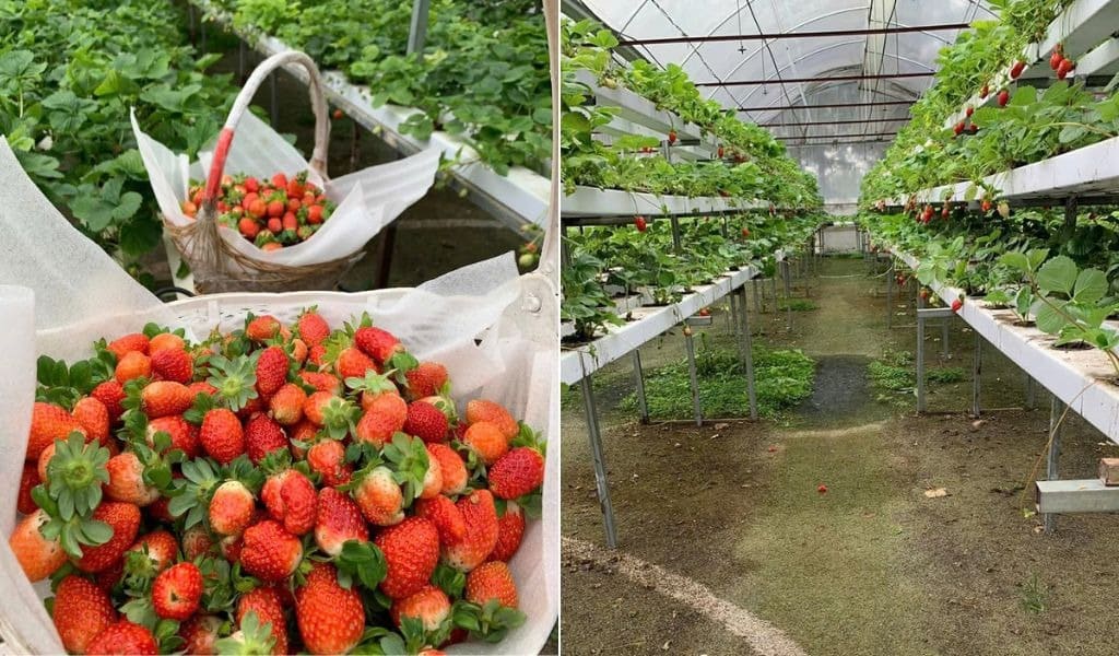 Giàn dâu bán thủy canh tại vườn Hiệp Lực