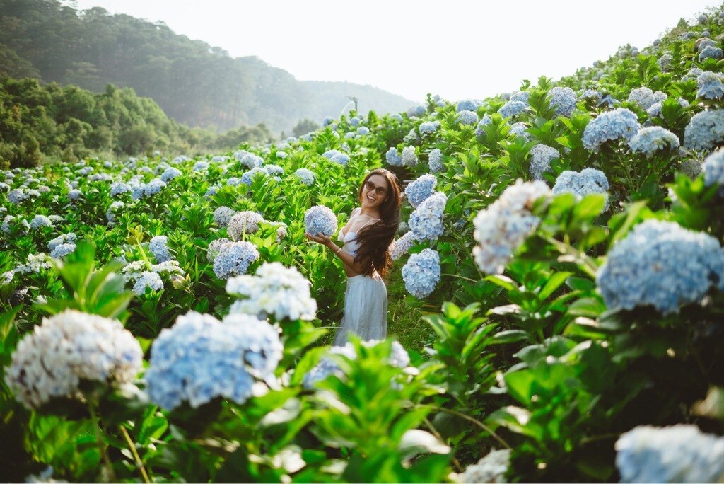  Cẩm tú cầu nở giữa rừng thông tại The Florest Tà Nung