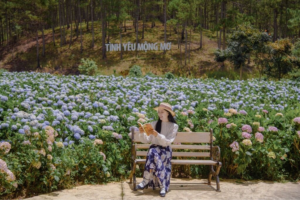 Vườn cẩm tú cầu giữa rừng thông ở Thung Lũng Tình Yêu