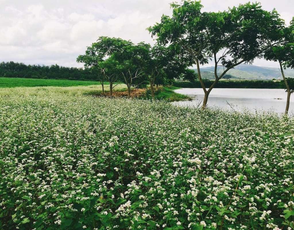 Vườn hoa tam giác mạch tại Tà Nung.