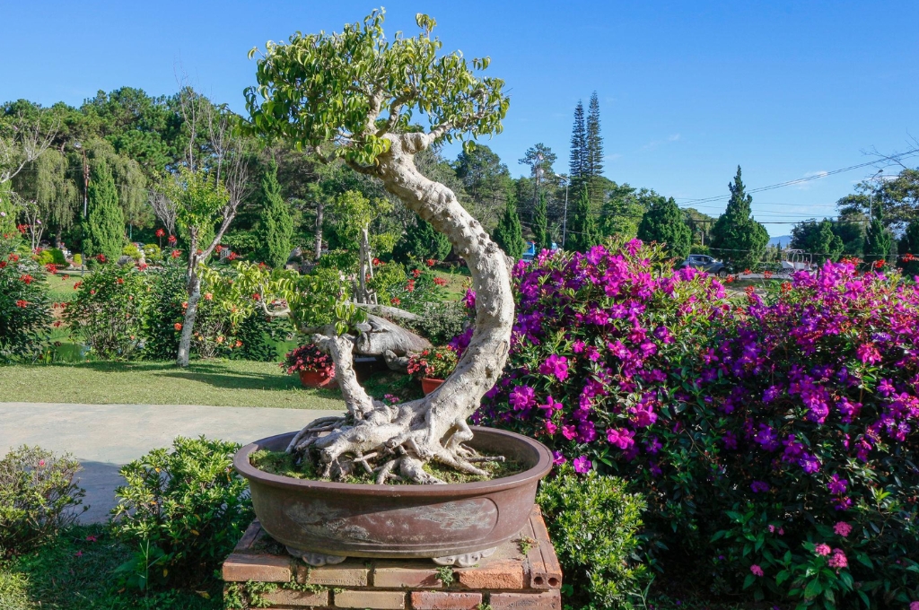 Cây bonsai tạo dáng tại Vườn hoa thành phố Đà Lạt