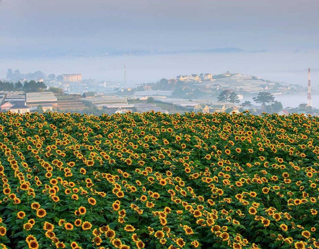 Cánh đồng hoa hướng dương tại Dalat Milk Farm.