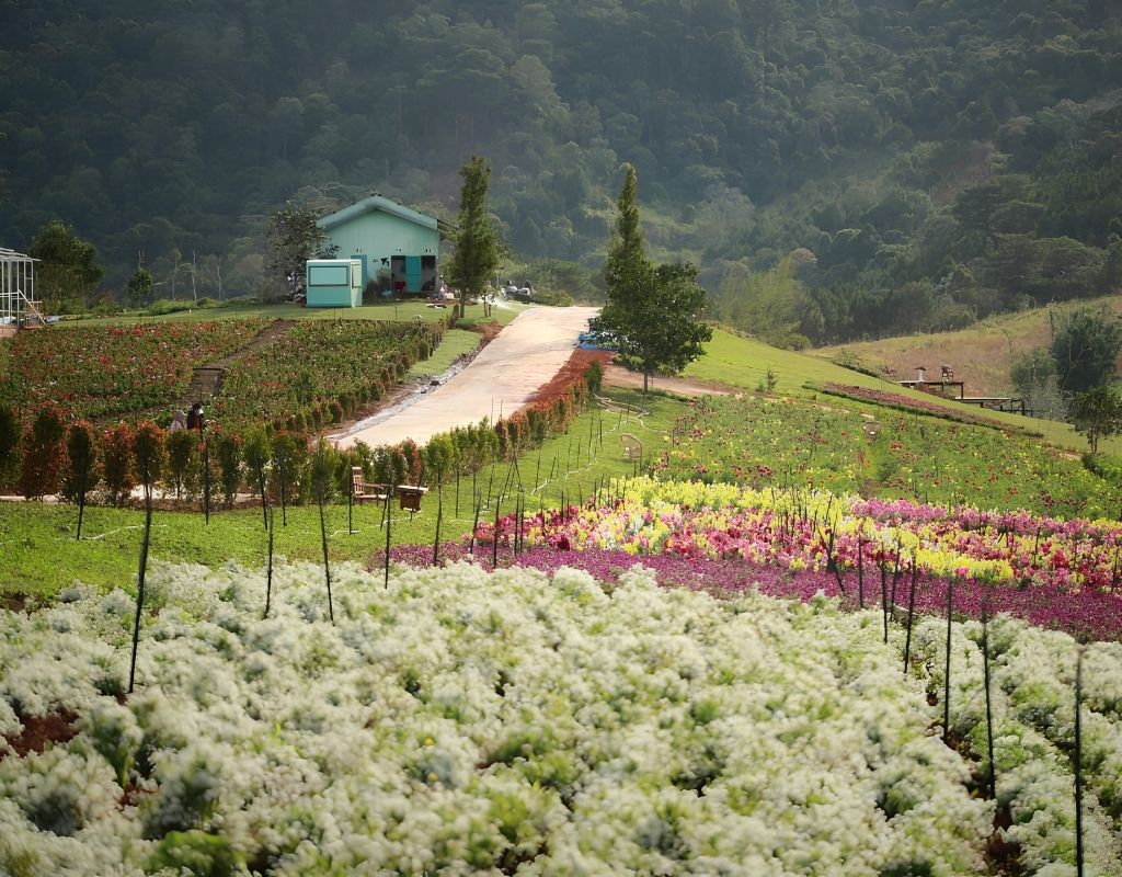 Thung lũng hoa The Florest - Hoa Trong Rừng.