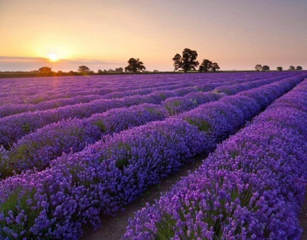 Vườn hoa lavender đồi chè Cầu Đất.
