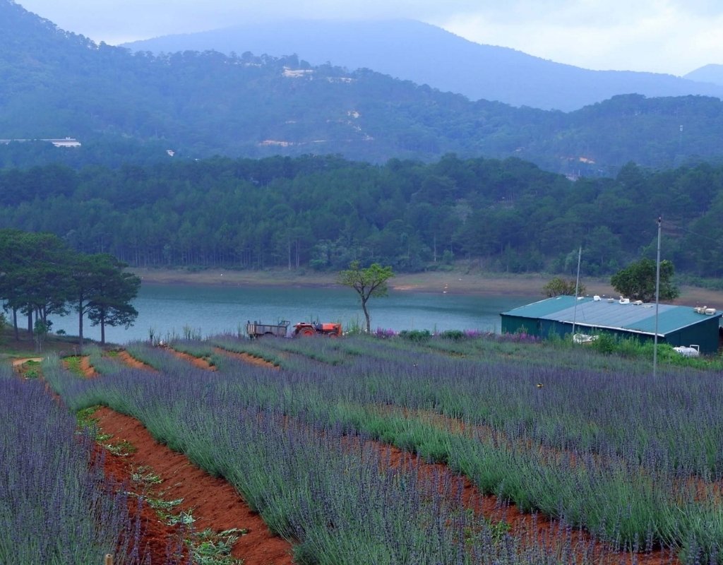 Cánh đồng hoa lavender hồ Tuyền Lâm.