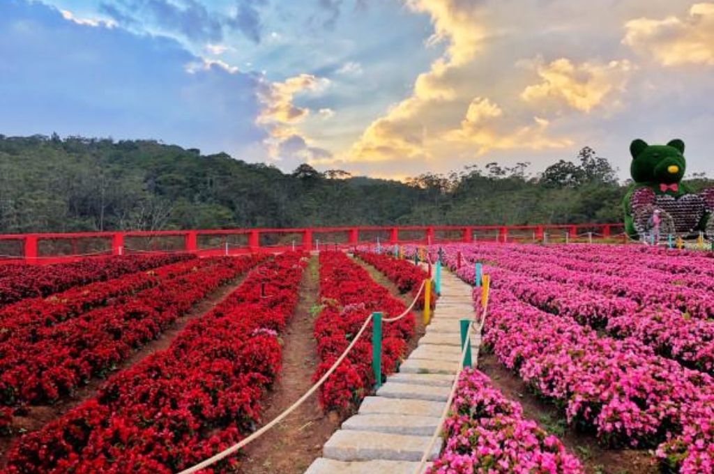 Nhà hoa hồng Vườn hoa thành phố Đà Lạt