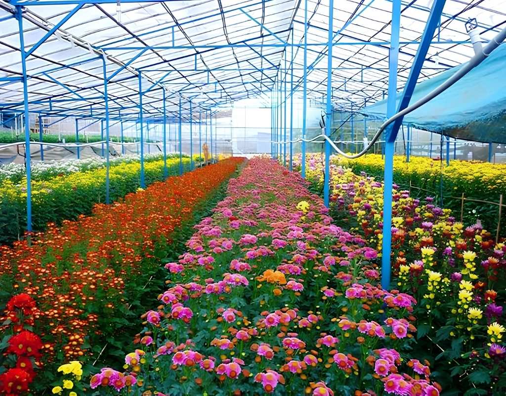 Làng hoa Hà Đông với những luống hoa bậc thang.
