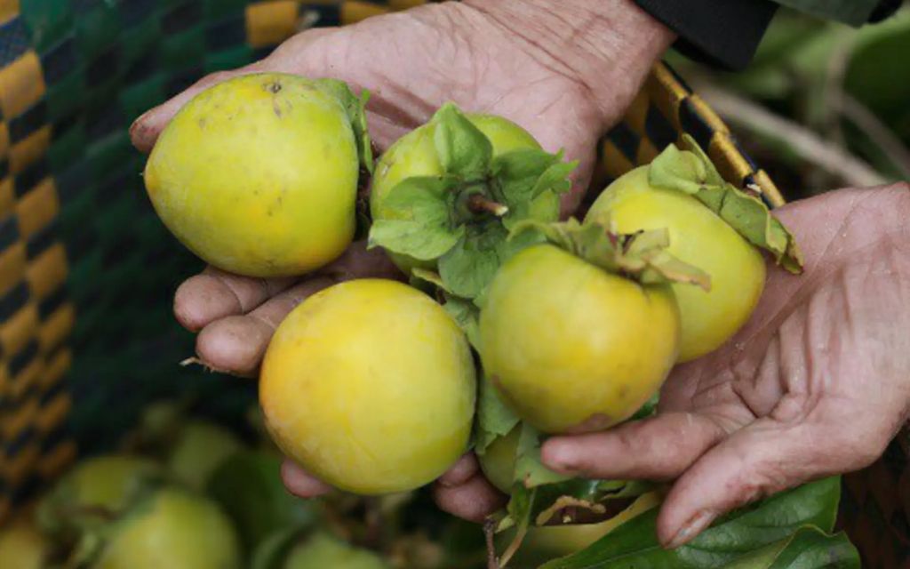 Hồng giòn tươi 