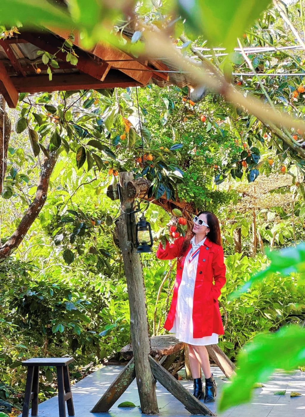 Vườn hồng Mộc Trà Farm Đà Lạt với cây cầu gỗ