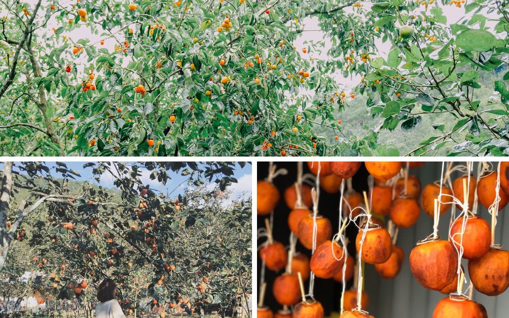 Vườn hồng trái Thái Long