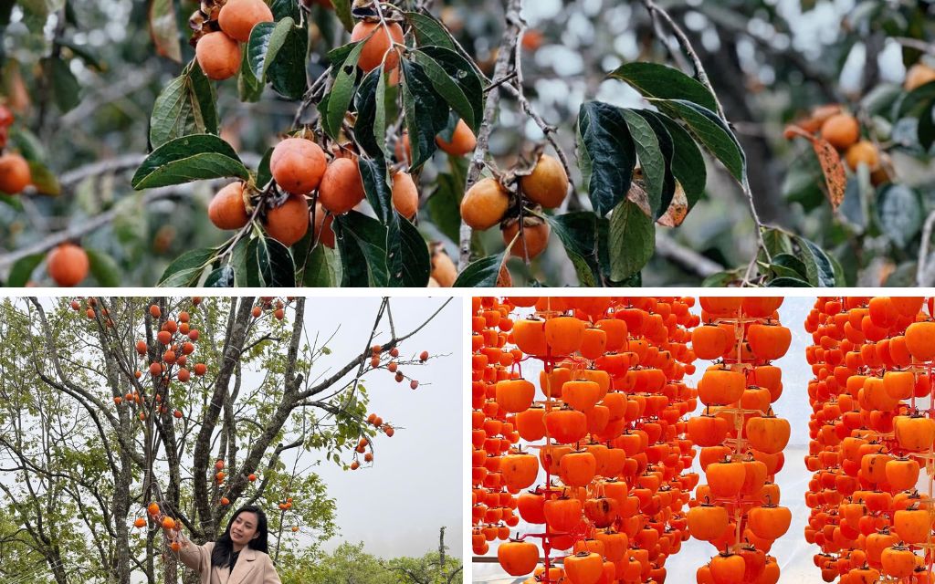 Vườn Hồng Ông Thắng
